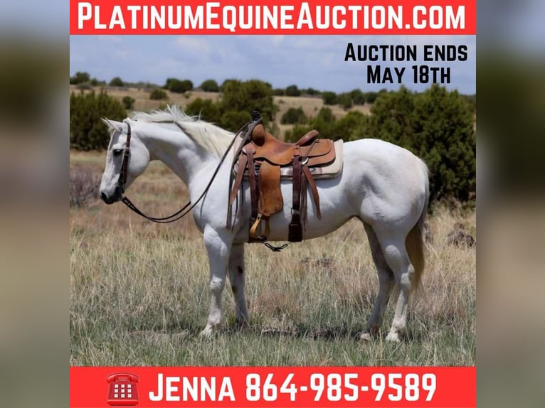 American Quarter Horse Merrie 12 Jaar 150 cm Schimmel in Cottonwood AZ