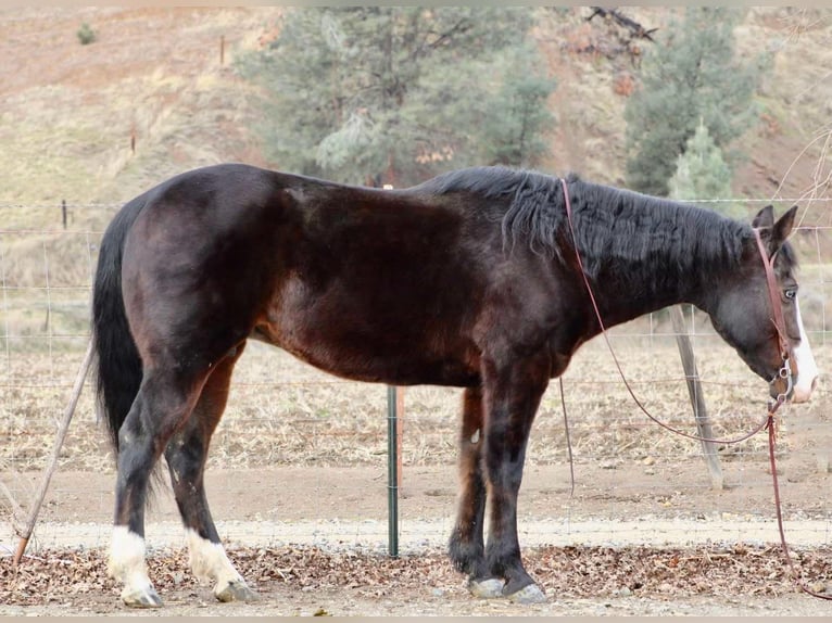 American Quarter Horse Merrie 12 Jaar 150 cm Zwart in Bitterwater CA