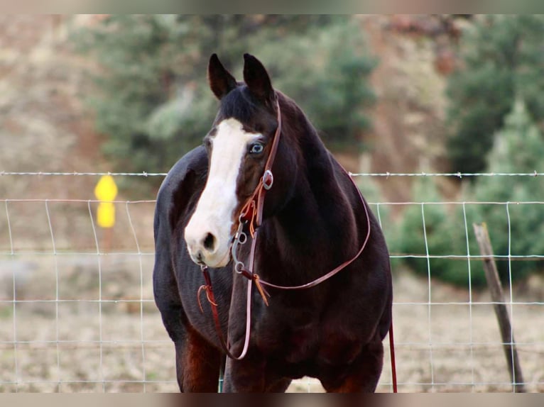 American Quarter Horse Merrie 12 Jaar 150 cm Zwart in Bitterwater CA