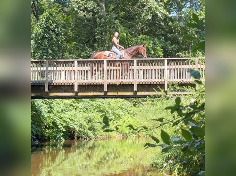 American Quarter Horse Merrie 12 Jaar 152 cm Donkere-vos in Granby, CT