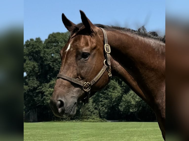 American Quarter Horse Merrie 12 Jaar 152 cm Donkere-vos in Granby, CT