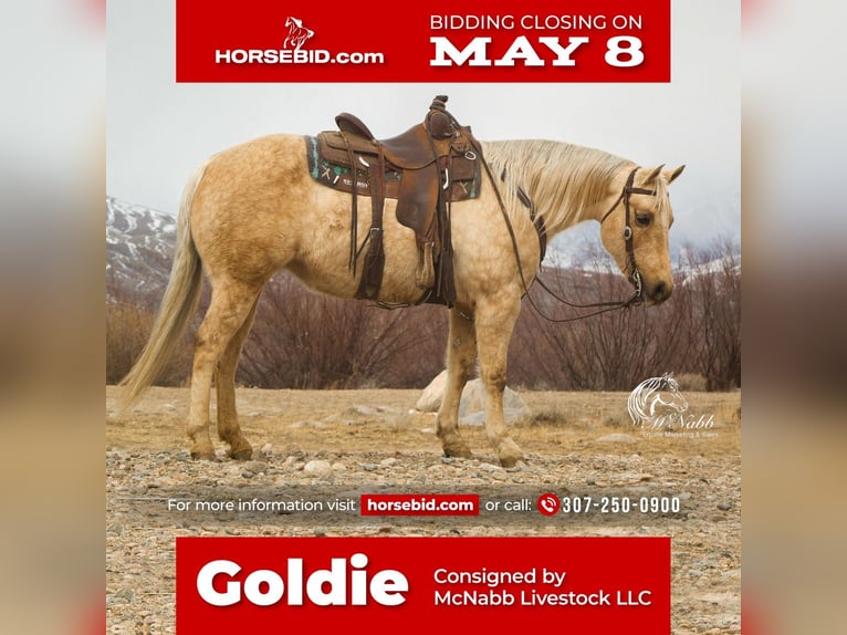 American Quarter Horse Merrie 12 Jaar 152 cm Palomino in Cody, WY