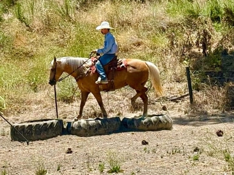 American Quarter Horse Merrie 12 Jaar 152 cm Palomino in Tres Pinos