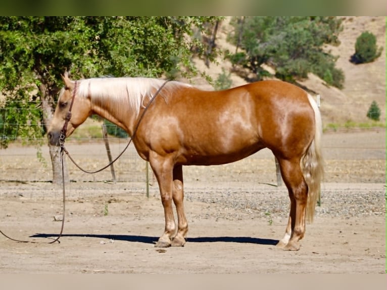 American Quarter Horse Merrie 12 Jaar 152 cm Palomino in Tres Pinos
