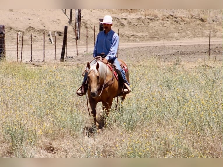 American Quarter Horse Merrie 12 Jaar 152 cm Palomino in Tres Pinos