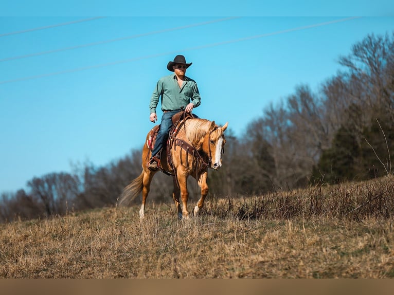 American Quarter Horse Merrie 12 Jaar 152 cm Palomino in Santa Fe