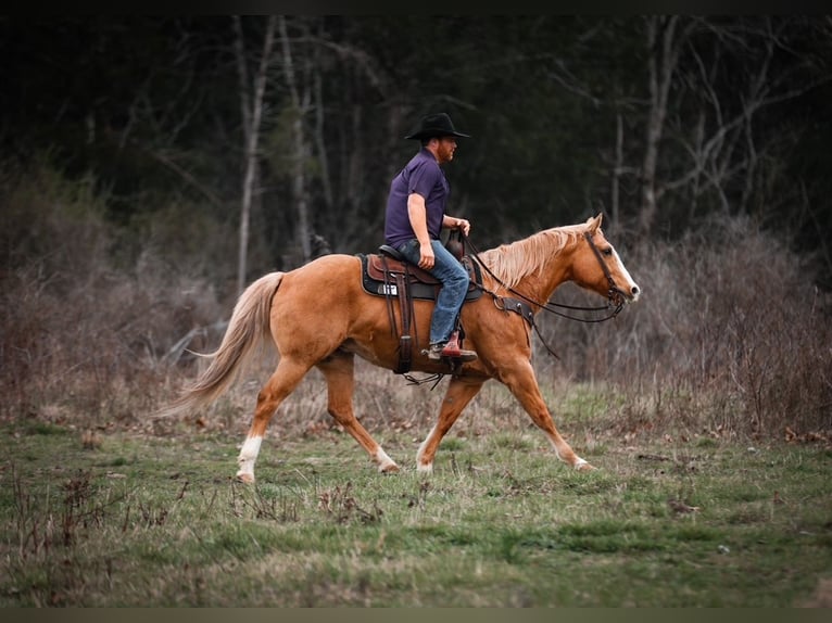 American Quarter Horse Merrie 12 Jaar 152 cm Palomino in Santa Fe