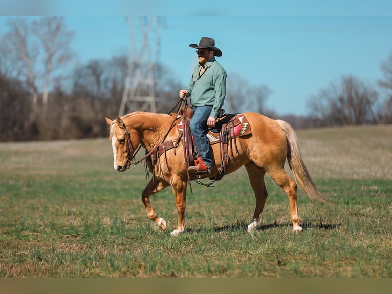 American Quarter Horse Merrie 12 Jaar 152 cm Palomino in Santa Fe
