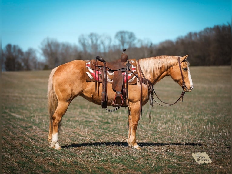 American Quarter Horse Merrie 12 Jaar 152 cm Palomino in Santa Fe