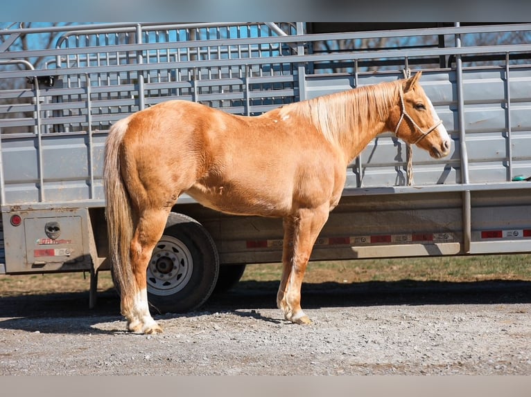 American Quarter Horse Merrie 12 Jaar 152 cm Palomino in Santa Fe