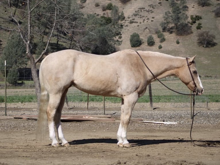 American Quarter Horse Merrie 12 Jaar 152 cm Palomino in Paicines CA