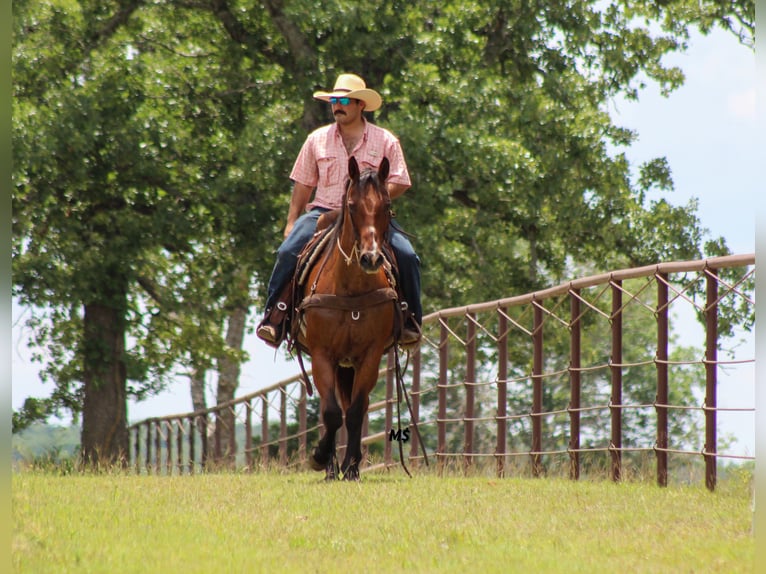 American Quarter Horse Merrie 12 Jaar 152 cm Roan-Bay in Whitesboro