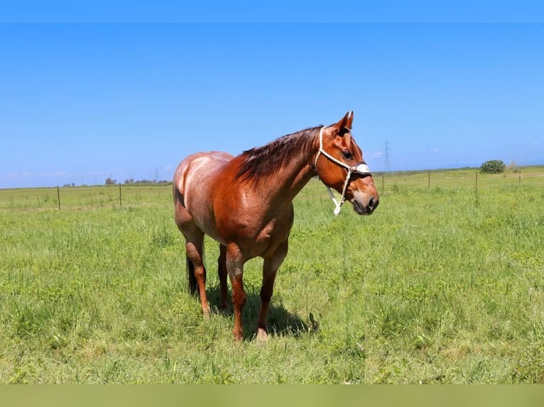 American Quarter Horse Merrie 12 Jaar 152 cm Roan-Red in Pleasant Grove CA