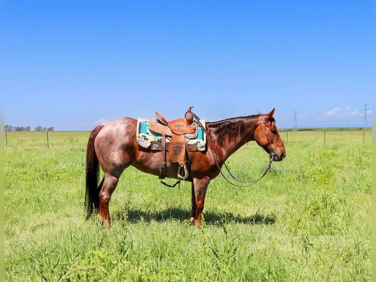 American Quarter Horse Merrie 12 Jaar 152 cm Roan-Red in Pleasant Grove CA