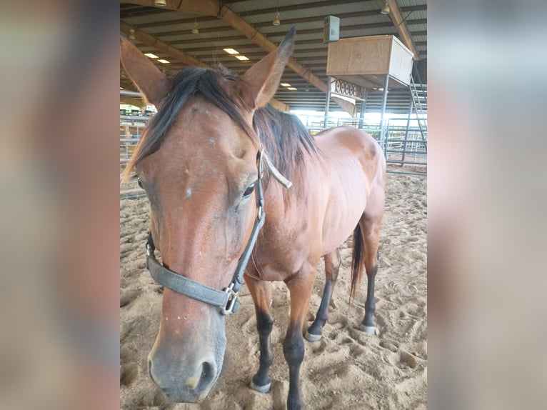 American Quarter Horse Merrie 12 Jaar 152 cm Roodbruin in Big Sandy