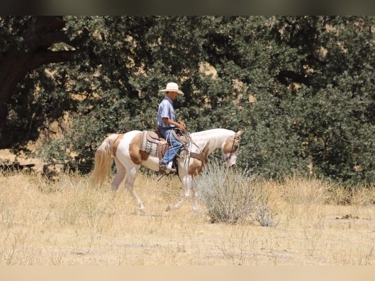American Quarter Horse Merrie 12 Jaar 152 cm Tobiano-alle-kleuren in Paicines CA
