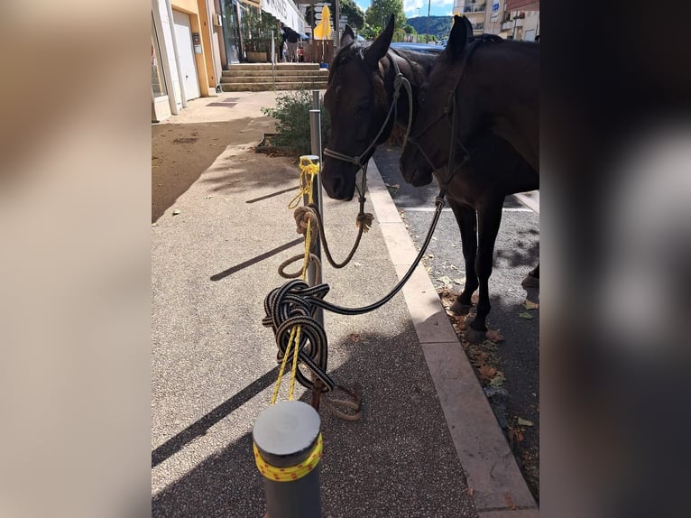 American Quarter Horse Merrie 12 Jaar 153 cm Zwart in Balingen