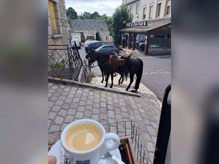 American Quarter Horse Merrie 12 Jaar 153 cm Zwart in Balingen