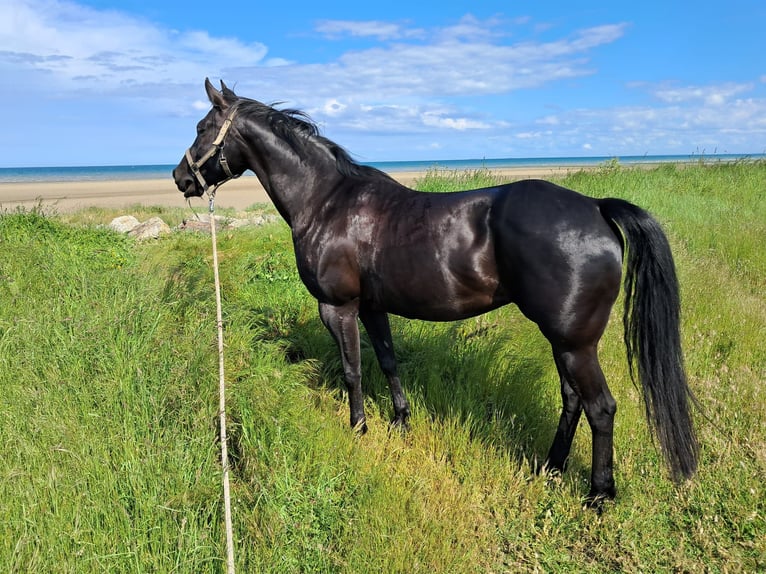 American Quarter Horse Merrie 12 Jaar 153 cm Zwart in Balingen