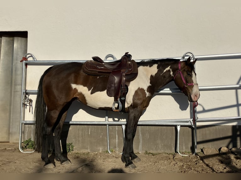 American Quarter Horse Merrie 12 Jaar 155 cm Overo-alle-kleuren in Flensburg