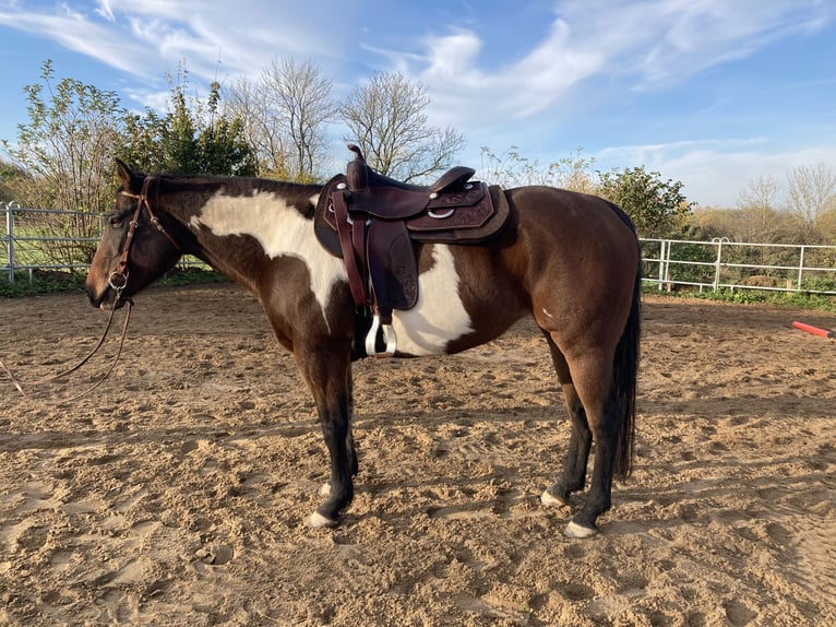 American Quarter Horse Merrie 12 Jaar 155 cm Overo-alle-kleuren in Flensburg