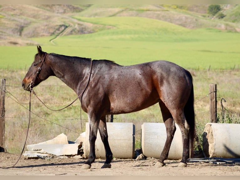 American Quarter Horse Merrie 12 Jaar 155 cm Roan-Bay in Bitterwater CA
