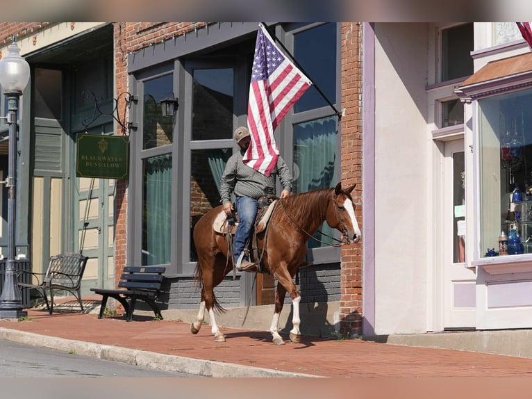 American Quarter Horse Merrie 12 Jaar 155 cm Roodvos in Carrollton