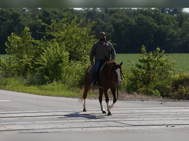 American Quarter Horse Merrie 12 Jaar 155 cm Roodvos in Carrollton