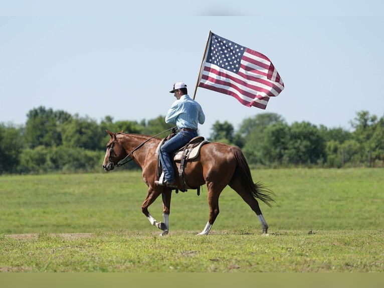 American Quarter Horse Merrie 12 Jaar 155 cm Roodvos in Carrollton