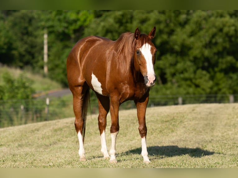 American Quarter Horse Merrie 12 Jaar 155 cm Roodvos in Carrollton
