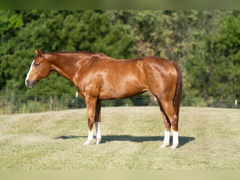 American Quarter Horse Merrie 12 Jaar 155 cm Roodvos in Carrollton