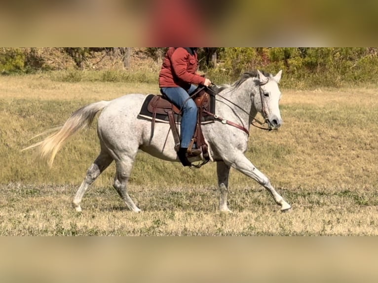 American Quarter Horse Merrie 12 Jaar 155 cm Schimmel in Weatherford TX