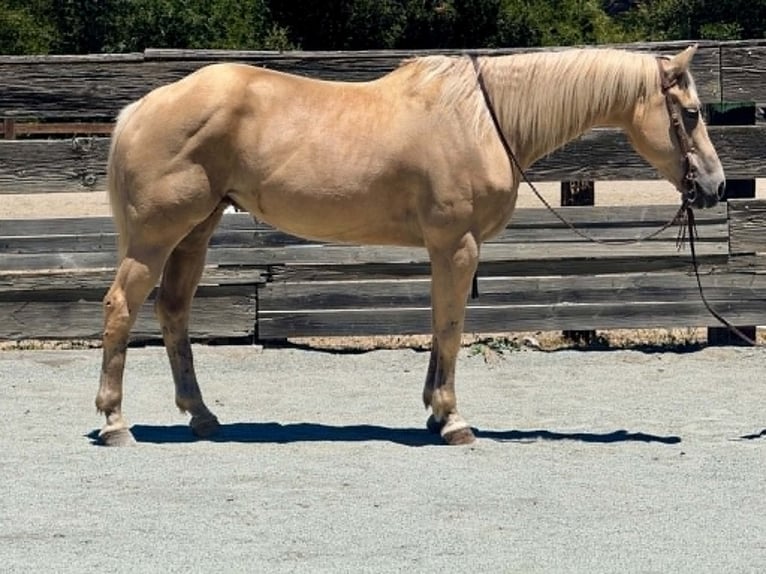 American Quarter Horse Merrie 12 Jaar 157 cm Palomino in King City