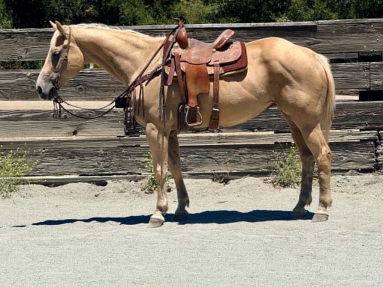 American Quarter Horse Merrie 12 Jaar 157 cm Palomino in King City