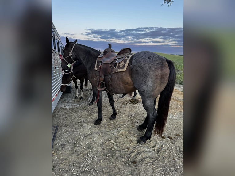 American Quarter Horse Merrie 12 Jaar 157 cm Roan-Bay in Spickard