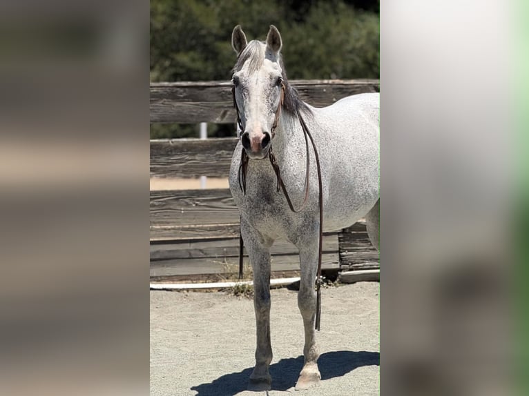 American Quarter Horse Merrie 12 Jaar 157 cm Schimmel in King City