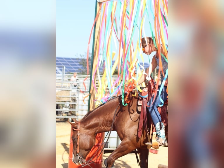 American Quarter Horse Merrie 12 Jaar 158 cm Donkere-vos in Newel
