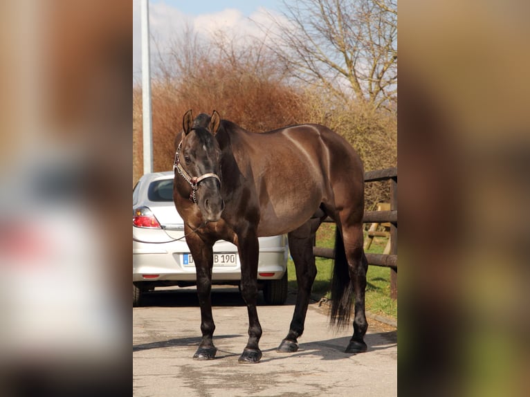 American Quarter Horse Merrie 12 Jaar 159 cm Grullo in Luxemburg