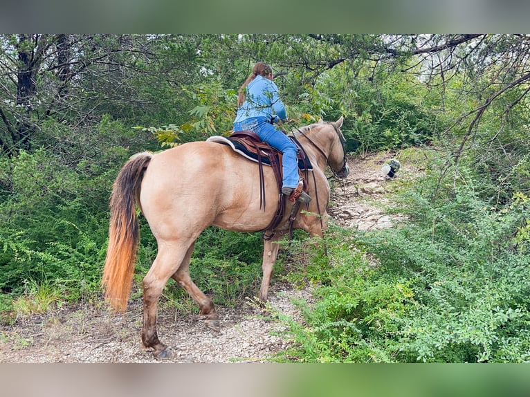 American Quarter Horse Merrie 12 Jaar 163 cm Champagne in Forney