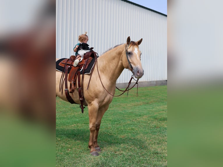 American Quarter Horse Merrie 12 Jaar 163 cm Champagne in Forney