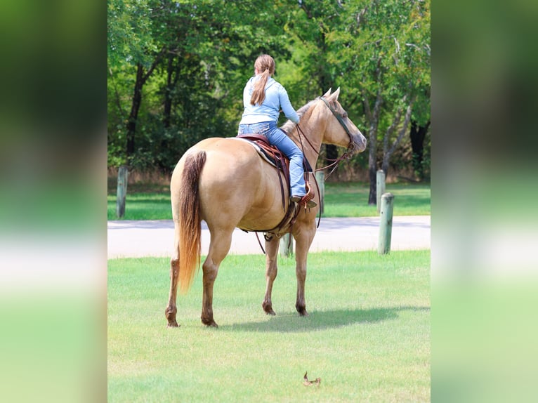 American Quarter Horse Merrie 12 Jaar 163 cm Champagne in Forney