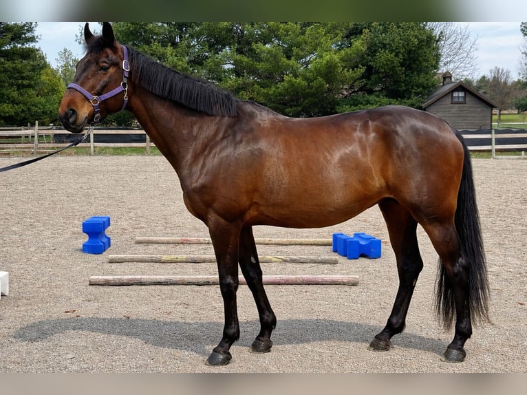 American Quarter Horse Merrie 12 Jaar 163 cm Roodbruin in Canal Winchester