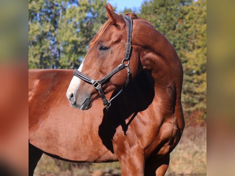 American Quarter Horse Mix Merrie 12 Jaar 175 cm Donkere-vos in Howell
