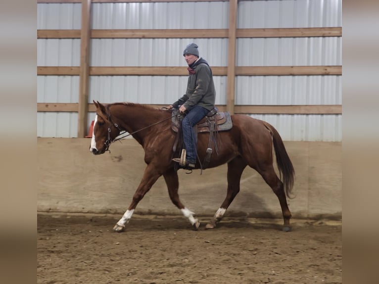American Quarter Horse Mix Merrie 12 Jaar 175 cm Donkere-vos in Howell