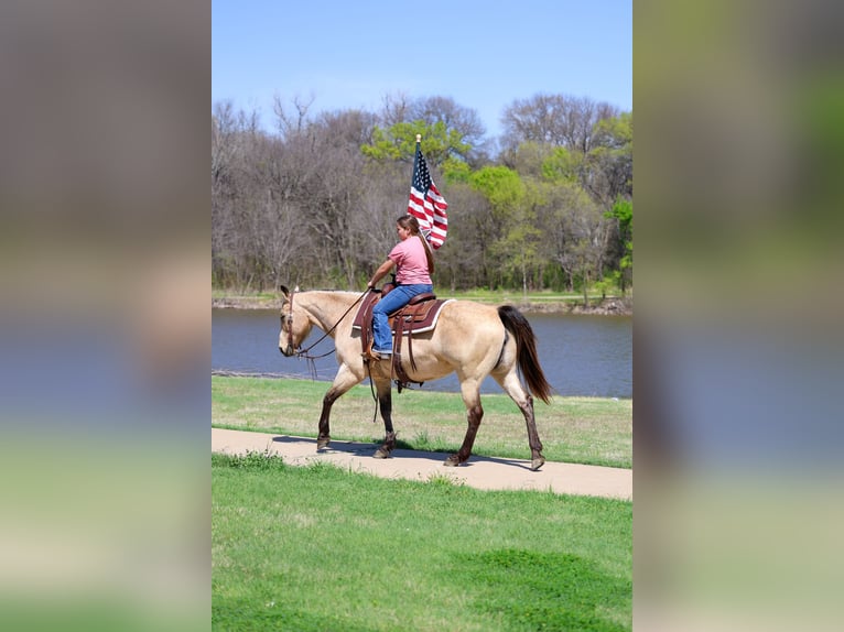 American Quarter Horse Merrie 12 Jaar Buckskin in Forney