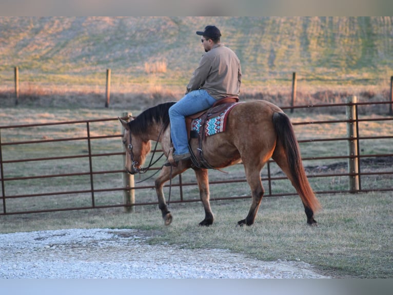 American Quarter Horse Merrie 12 Jaar Buckskin in Sanora KY