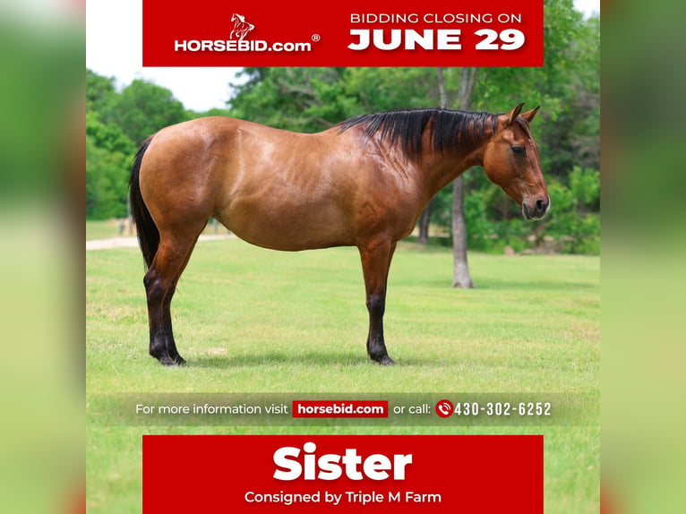 American Quarter Horse Merrie 12 Jaar Falbe in Forney