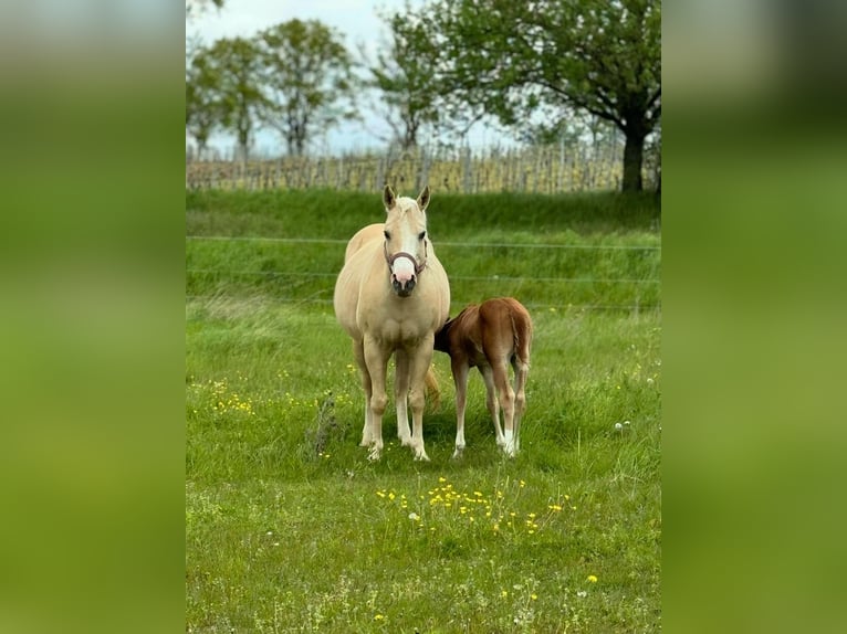 American Quarter Horse Merrie 12 Jaar Palomino in Sinsheim American Quarter Horse Merrie 12 Jaar Palomino in Sinsheim