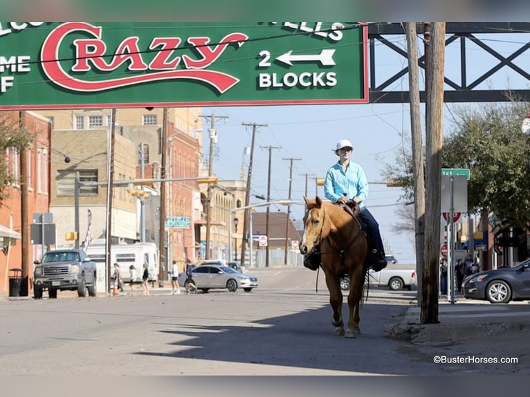 American Quarter Horse Merrie 12 Jaar Palomino in Weatherford TX