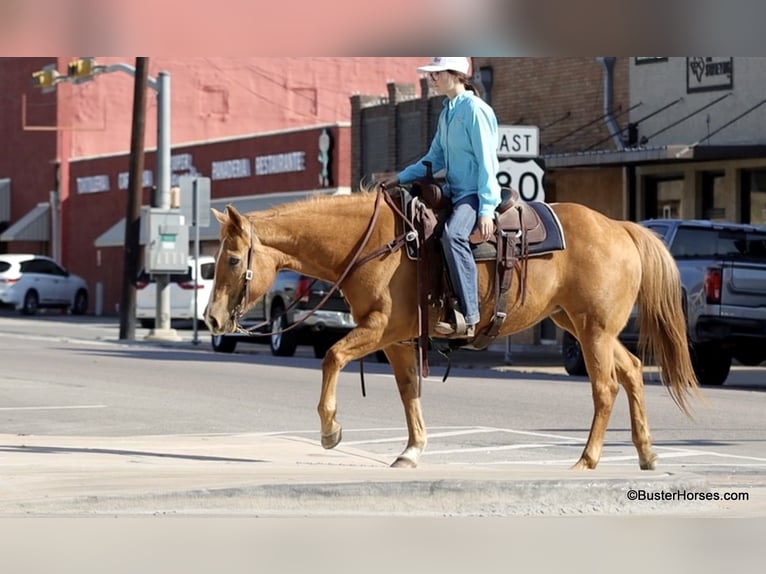 American Quarter Horse Merrie 12 Jaar Palomino in Weatherford TX